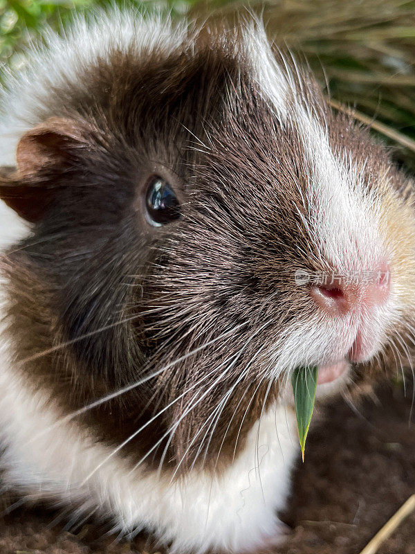 近距离图像雌性，白色，姜和棕色玳瑁壳短毛阿比西尼亚豚鼠(Cavia porcellus)，豚鼠在室内围栏吃绿色草叶片，聚焦前景